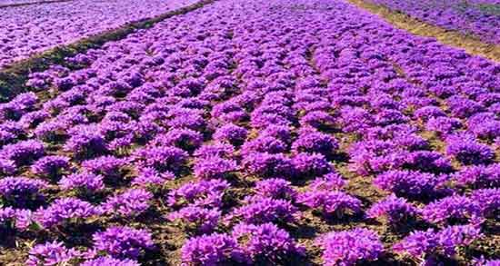 مضرات زعفران ؛ خواص و مضرات زعفران در طب سنتی چیست