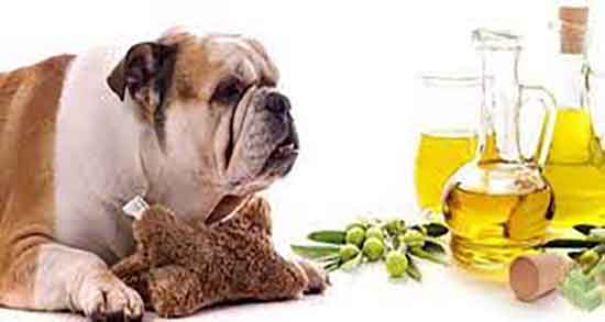 روغن زیتون برای سگ ؛ درمان انسداد روده سگ با مصرف روغن زیتون