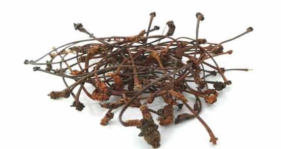 خواص دم گیلاس در طب سنتی ؛ بررسی خواص درمانی دم گیلاس