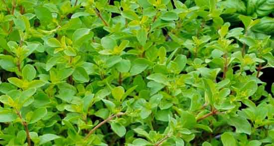 خواص مرزنجوش برای بارداری ؛ خواص دارویی مرزنجوش برای سلامت زن باردار