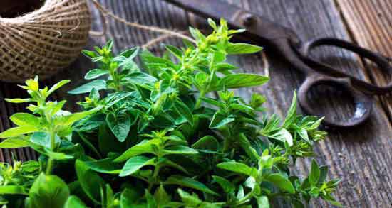 خواص مرزنجوش برای معده ؛ خواص درمانی خوردن مرزنجوش برای درد معده