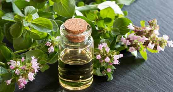 خواص مرزنجوش و دیابت ؛ تنظیم سطح قند خون افراد دیابتی با مصرف مرزنجوش