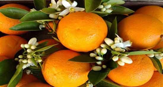 خواص نارنج در طب سنتی ؛ آشنایی با خواص درمانی نارنج از نظر طب سنتی