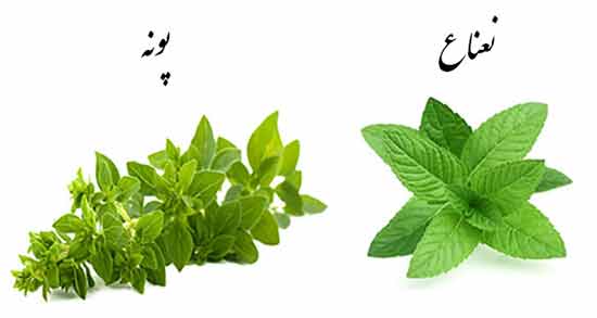 خواص نعناع و پونه ؛ برای درمان نفخ شکم و مشکلات معده با خوردن نعناع و پونه