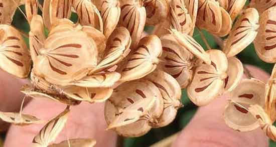 خواص گلپر برای معده ؛ خاصیت درمانی خوردن گلپر برای سلامت معده
