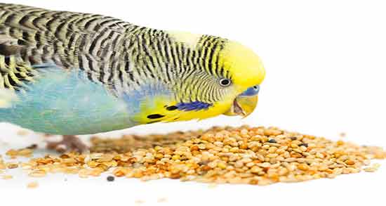 خواص گندم برای مرغ عشق ؛ خواص و ارزش غذایی گندم برای تغذیه مرغ عشق
