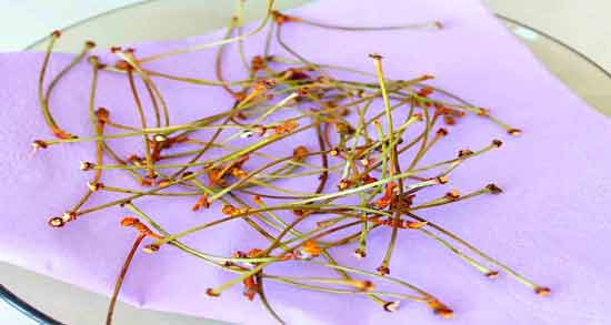 عوارض دم گیلاس ؛ بررسی مضرات و عوارض مصرف دم گیلاس برای سلامتی