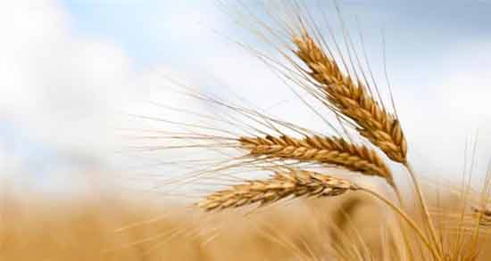 عوارض گندم ؛ مصرف بیش از اندازه گندم چه عوارضی برای بدن دارد