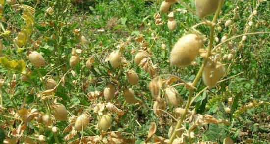عکس درخت لپه ؛ آشنایی با گیاه لپه و شرایط کاشت و نگه داری