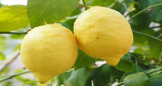 فواید لیمو سنگی ؛ آشنایی با خواص لیمو سنگی برای سلامتی و زیبایی