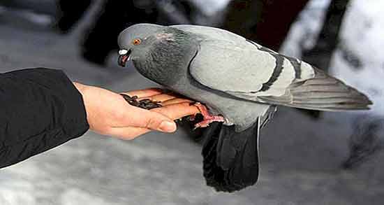 لپه برای کبوتر ؛ ارزش غذایی استفاده از لپه برای خوراک کبوتر