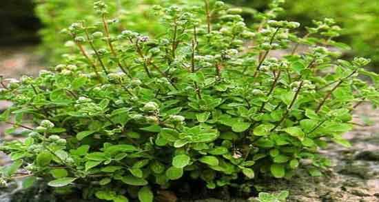 مرزنجوش در دوران شیردهی ؛ تاثیر خوردن مرزنجوش برای شیر مادر