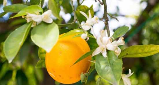 مضرات نارنج برای سرماخوردگی ؛ عوارض مصرف نارنج برای زمان سرماخوردگی