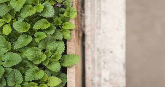 مضرات نعناع خشک ؛ استفاده از نعناع خشک چه ضرری برای سلامتی دارد