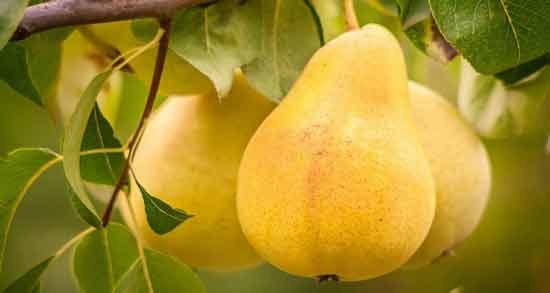 مضرات گلابی در بارداری ؛ آیا خوردن گلابی برای زن باردار مضر است؟