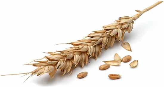 مضرات گندم خام ؛ همه چیز درباره عوارض و مضرات مصرف گندم خام برای سلامتی