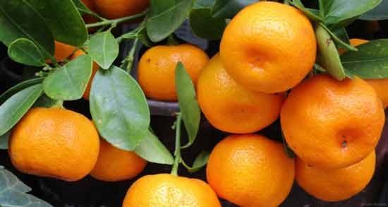 نارنگی برای کرونا ؛ خاصیت خوردن میوه نارنگی برای درمان بیماری کرونا