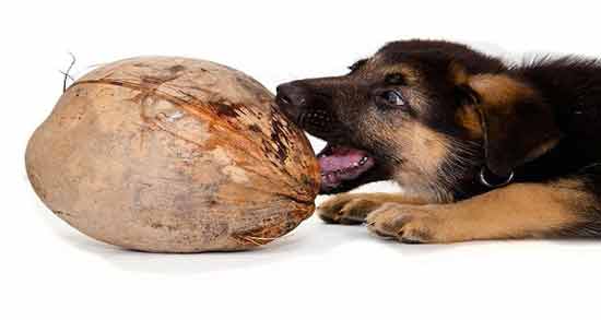 نارگیل برای سگ ؛ آیا سگ ها می توانند نارگیل بخورند؟