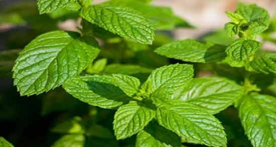 نعناع برای رفلاکس معده ؛ خاصیت دارویی مصرف نعناع برای درمان رفلاکس معده