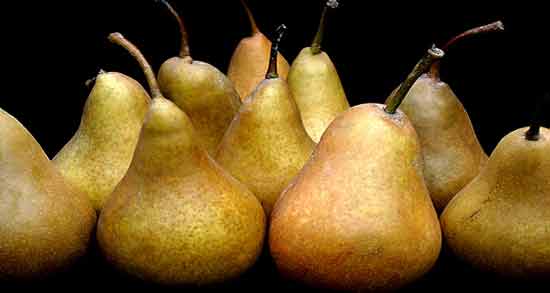 گلابی و سنگ کلیه ؛ خواص و فواید درمانی مصرف گلابی برای دفع سنگ کلیه