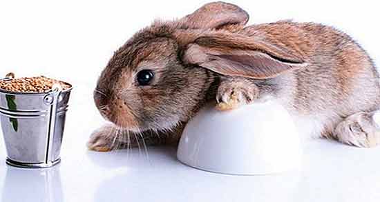 گندم برای خرگوش ؛ فواید و مضرات استفاده از گندم برای غذای خرگوش