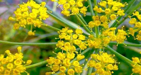 آنغوزه چیست ؛ انغوزه چیست و پرورش ان برای چه چیزی خوب است