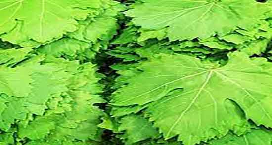 اشک مو برای چی خوبه ؛ خواص درمانی اشک مو برای بدن انسان