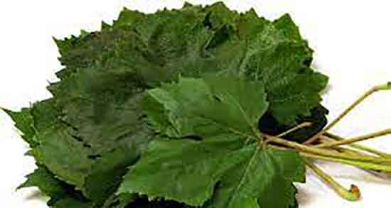 اشک مو و خواص ؛ خاصیت مصرف اشک مو برای زیبایی پوست