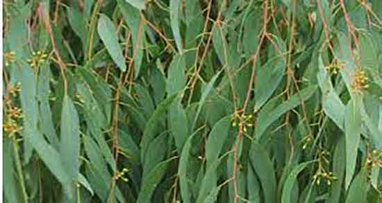 عوارض اکالیپتوس ؛ مضرات استفاده بخور اکالیپتوس برای کودکان