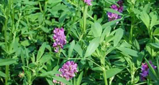 عوارض یونجه ؛ مضرات مصرف عرق یونجه برای کودکان و اطفال چیست