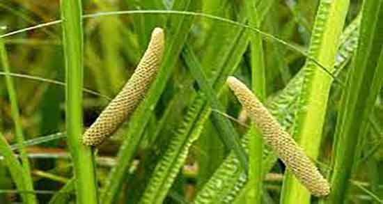 فواید اگیر ترکی ؛ خواص گیاه اگیر ترکی برای پوست و مو چیست