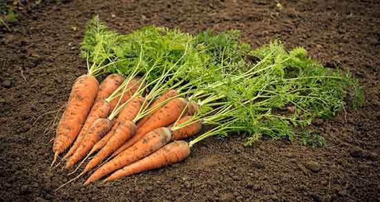 فواید هویج برای چشم ؛ فواید مصرف اب هویج برای تقویت بینایی