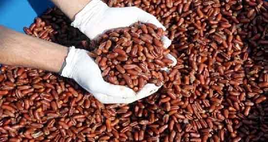 هسته خرما و درمان سنگ کلیه ؛ فواید هسته خرما برای سنگ کلیه