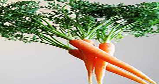 کالری هویج ؛ میزان کالری یک لیوان هویج پخته شده برای بدن چقدره
