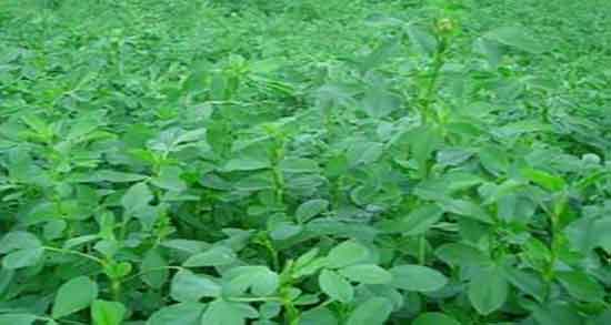 کالری یونجه ؛ جدول ارزش غذایی یونجه خشک برای بدن چقدر است