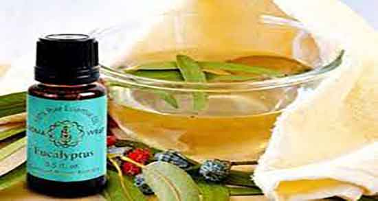 خواص اکالیپتوس در طب سنتی ؛ فواید اکالیپتوس از نظر طب سنتی