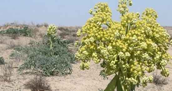 خاصیت آنغوزه در طب سنتی ؛ فواید مصرف انغوزه از نظر طب سنتی