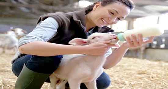 خواص آغوز گوسفندی برای انسان ؛ فواید مصرف اغوز گوسفندی برای بدن