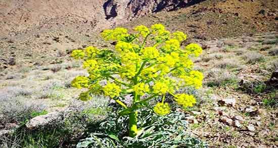 خواص آنغوزه چیست ؛ فواید مصرف انغوزه برای زنان باردار چیست
