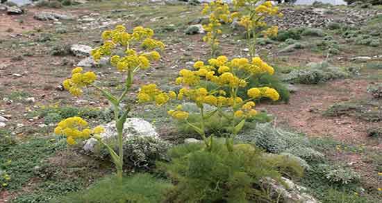 خواص آنغوزه در طب سنتی ؛ فواید و مضرات گیاه انغوزه در طب سنتی