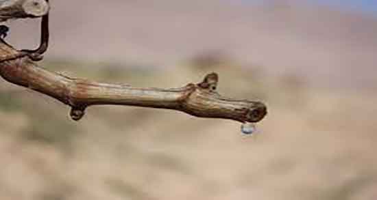 خواص اشک درخت مو ؛ ایا مصرف اشک مو برای تقویت موی سر مفیده