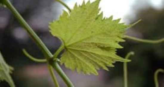 خواص اشک مو انگور ؛ فواید مصرف اشک مو برای درمان لک های پوستی