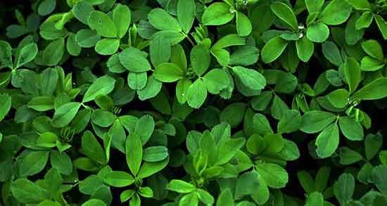 خواص برگ یونجه خشک شده ؛ مصرف دمنوش یونجه خشک برای معده