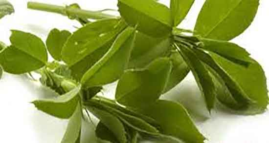 خواص دمنوش یونجه ؛ فواید و مضرات دمنوش یونجه برای بدن چیست