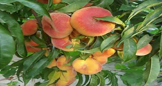 خواص هلو برای قناری ؛ ایا مصرف هلو برای صدای قناری مفید است