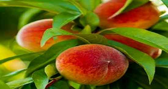 خواص هلو برای کودکان ؛ فواید مصرف هلو انجیری برای کودکان چیست