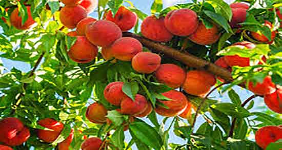 خواص هلو در بارداری ؛ خاصیت مصرف هلو برای جنین زنان باردار