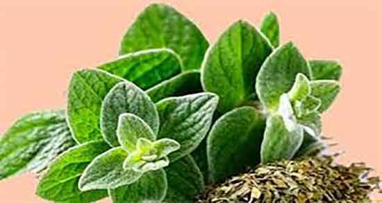 خواص روغن اورگانو ؛ فواید مصرف روغن اورگانو برای درد های عضلانی