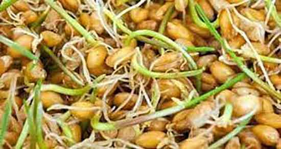 خواص یونجه برای انسان ؛ فواید یونجه خشک شده برای انسان