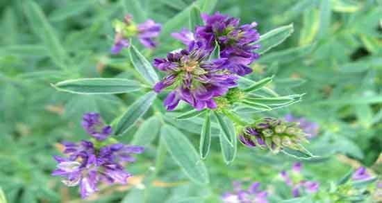 خواص یونجه برای لاغری ؛ فواید مصرف جوانه یونجه برای لاغری بدن